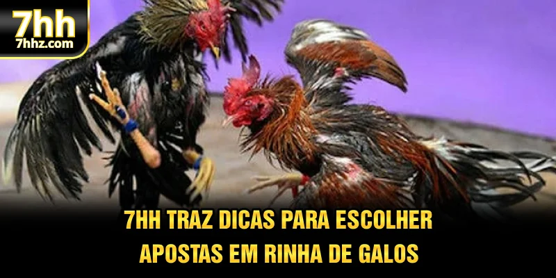 7HH traz dicas para escolher apostas em rinha de galos