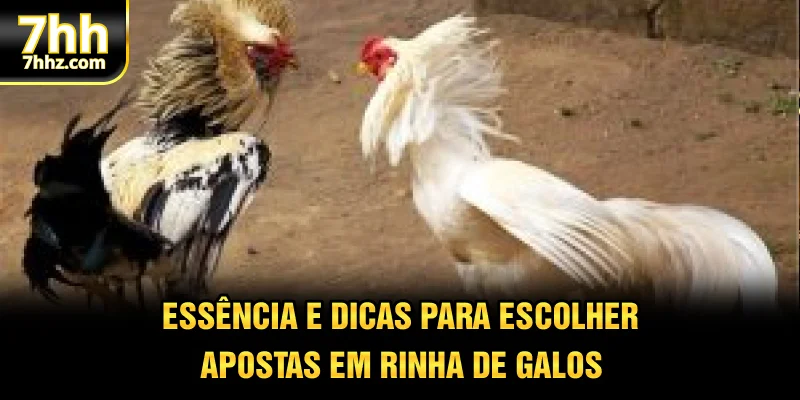 Essência e dicas para escolher apostas em rinha de galos