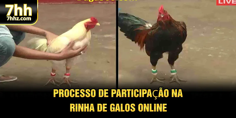 Processo de participação na rinha de galos online