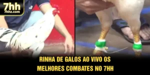 Rinha De Galos Ao Vivo - Os Melhores Combates No 7HH