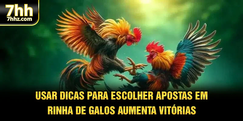 Usar dicas para escolher apostas em rinha de galos aumenta vitórias